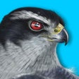Icon of program: iBird Plus Guide to Birds