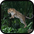 Icono de programa: Wild Leopard Simulator 3D