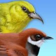 Icon of program: iBird Hawaii & Palau Guid…