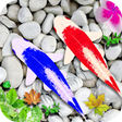 Icon of program: Koi Fish Live wallpaper 2…