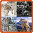 Icon of program: Animated Wolf GIF