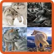 Icon of program: Animated Wolf GIF