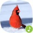 Icon of program: Appp.io - Cardinal Bird S…