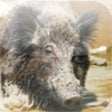 Wild Boar Sounds icon