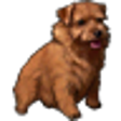 Icono de programa: Best in Show Dog Solitair…