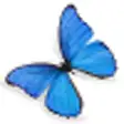 Icon of program: World of Butterflies for …