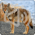 Icono de programa: Coyote Sounds Ringtone