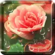 Icon of program: Rose Droplets Live Wallpa…