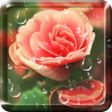 Icon of program: Rose Droplets Live Wallpa…