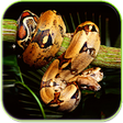 Icon of program: Snake Live Wallpaper