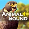 Icon of program: Animal Sound Effect Game