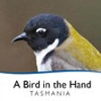 Icon of program: Bird in the Hand