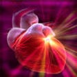 Icon of program: Human Body : Cardiovascul…