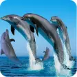 Icon of program: Dolphins Wallpaper