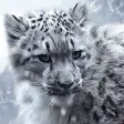 Icon of program: snow leopard wallpaper