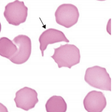 Icono de programa: Hematology quiz App