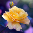 Icon of program: Roses Wallpaper
