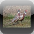 Icon of program: Pheasant Score