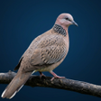 Icon of program: Spotted dove sound