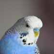 Icon of program: Appp.io - Parakeet Sounds