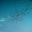 Icon of program: Ocean Wallpaper - HD High…