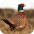 Icon of program: Pheasant Sounds