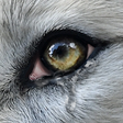Icon of program: Wolf Online 2