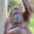 Icon of program: Orangutan Sound