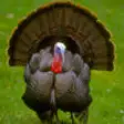 Icon of program: Turkey Hunting Reloaded