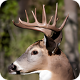 Icon of program: Deer Hunting Calls Soundb…