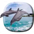 Icon of program: Dolphins Video Live Wallp…