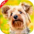Icon of program: Cute Yorkshire Terrier Do…