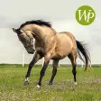 Icon of program: Horse - HD Wallpapers / B…