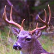 Icon of program: Deer Calls & Sounds