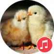 Icon of program: Baby Chick Sounds