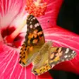 Icon of program: Painted Lady Butterflies …