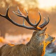 Icono de programa: Red Stag Sounds and Red S…
