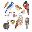 Icon of program: Common Birds Songs
