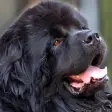 Icon of program: Newfoundlands Wallpapers