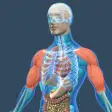 Icon of program: Animated Physiology Human…