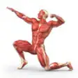 Icon of program: Human Muscles +