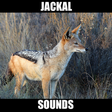 Icon of program: Jackal Sounds Effects