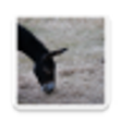 Icono de programa: Anagrammer