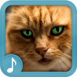 Icono de programa: Meowing Sounds