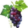 Icon of program: Tontitown Winery