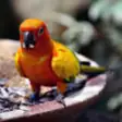 Icon of program: Colorful Birds - Wallpape…
