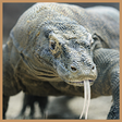 Komodo 8 Chess Engine icon