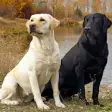 Icon of program: Labrador Retrievers Wallp…