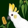Icon of program: Wingmate Birds