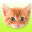 Icon of program: Cat Spammer